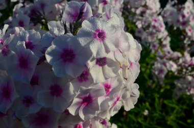 Bahçede pembe merkezli beyaz Phlox (Phlox paniculata), yakın plan. Yağmur damlalı beyaz çiçekler, kırmızı gözlü beyaz Phlox çiçekleri