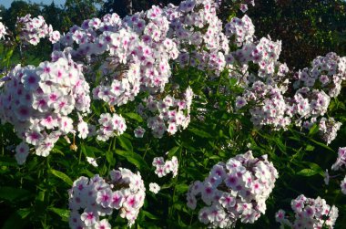 Bahçede pembe merkezli beyaz Phlox (Phlox paniculata), yakın plan. Yağmur damlalı beyaz çiçekler, kırmızı gözlü beyaz Phlox çiçekleri