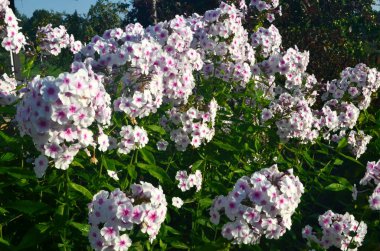 Bahçede pembe merkezli beyaz Phlox (Phlox paniculata), yakın plan. Yağmur damlalı beyaz çiçekler, kırmızı gözlü beyaz Phlox çiçekleri