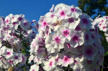 Bahçede pembe merkezli beyaz Phlox (Phlox paniculata), yakın plan. Yağmur damlalı beyaz çiçekler, kırmızı gözlü beyaz Phlox çiçekleri