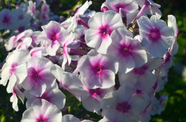 Bahçede pembe merkezli beyaz Phlox (Phlox paniculata), yakın plan. Yağmur damlalı beyaz çiçekler, kırmızı gözlü beyaz Phlox çiçekleri