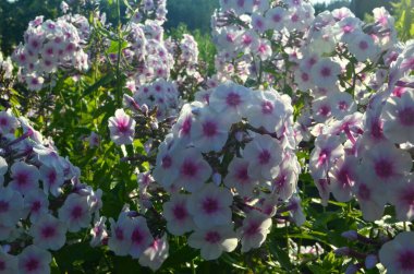 Bahçede pembe merkezli beyaz Phlox (Phlox paniculata), yakın plan. Yağmur damlalı beyaz çiçekler, kırmızı gözlü beyaz Phlox çiçekleri