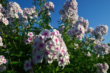 Bahçede pembe merkezli beyaz Phlox (Phlox paniculata), yakın plan. Yağmur damlalı beyaz çiçekler, kırmızı gözlü beyaz Phlox çiçekleri