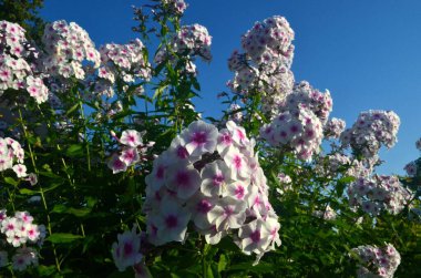 Bahçede pembe merkezli beyaz Phlox (Phlox paniculata), yakın plan. Yağmur damlalı beyaz çiçekler, kırmızı gözlü beyaz Phlox çiçekleri