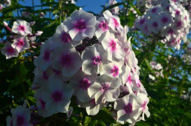 Bahçede pembe merkezli beyaz Phlox (Phlox paniculata), yakın plan. Yağmur damlalı beyaz çiçekler, kırmızı gözlü beyaz Phlox çiçekleri