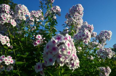 Bahçede pembe merkezli beyaz Phlox (Phlox paniculata), yakın plan. Yağmur damlalı beyaz çiçekler, kırmızı gözlü beyaz Phlox çiçekleri