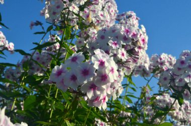 Bahçede pembe merkezli beyaz Phlox (Phlox paniculata), yakın plan. Yağmur damlalı beyaz çiçekler, kırmızı gözlü beyaz Phlox çiçekleri