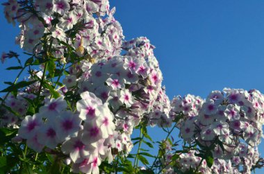 Bahçede pembe merkezli beyaz Phlox (Phlox paniculata), yakın plan. Yağmur damlalı beyaz çiçekler, kırmızı gözlü beyaz Phlox çiçekleri