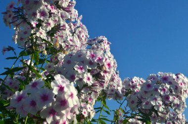 Bahçede pembe merkezli beyaz Phlox (Phlox paniculata), yakın plan. Yağmur damlalı beyaz çiçekler, kırmızı gözlü beyaz Phlox çiçekleri