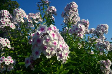 Bahçede pembe merkezli beyaz Phlox (Phlox paniculata), yakın plan. Yağmur damlalı beyaz çiçekler, kırmızı gözlü beyaz Phlox çiçekleri