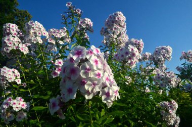 Bahçede pembe merkezli beyaz Phlox (Phlox paniculata), yakın plan. Yağmur damlalı beyaz çiçekler, kırmızı gözlü beyaz Phlox çiçekleri