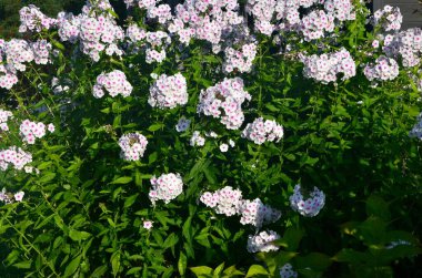 Bahçede pembe merkezli beyaz Phlox (Phlox paniculata), yakın plan. Yağmur damlalı beyaz çiçekler, kırmızı gözlü beyaz Phlox çiçekleri