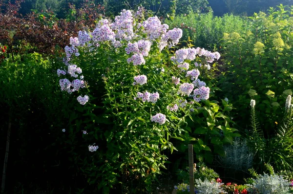 Λευκό Φλοξ Ροζ Κέντρο Phlox Paniculata Στον Κήπο Κοντινό Πλάνο — Φωτογραφία Αρχείου