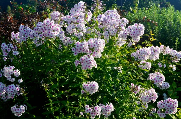 Weißer Phlox Mit Rosa Zentrum Phlox Paniculata Garten Nahaufnahme Weiße — Stockfoto