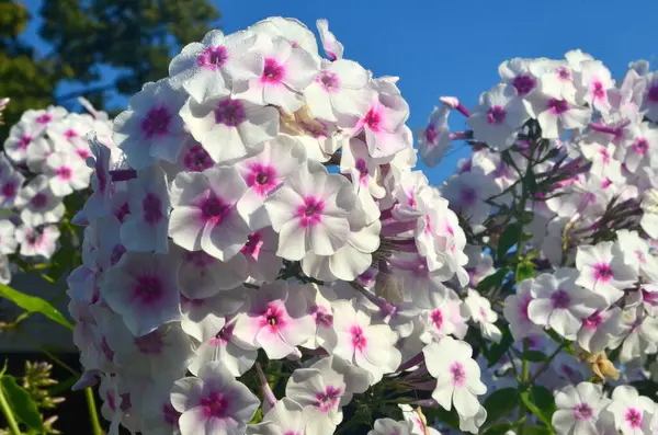 庭にピンクセンター Phlox Paniculata の白いPhloxは クローズアップです 雨粒の白い花 赤い目の白いフロックスの花 — ストック写真