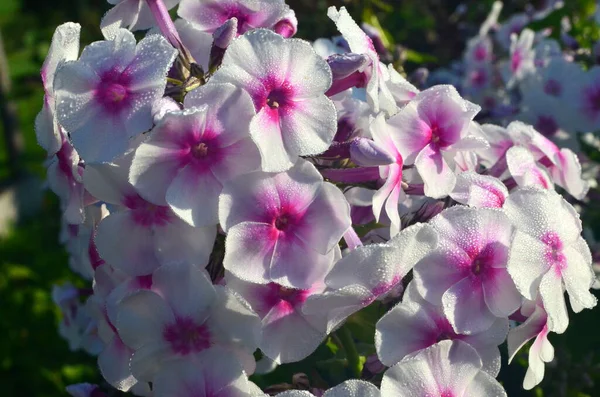 庭にピンクセンター Phlox Paniculata の白いPhloxは クローズアップです 雨粒の白い花 赤い目の白いフロックスの花 — ストック写真