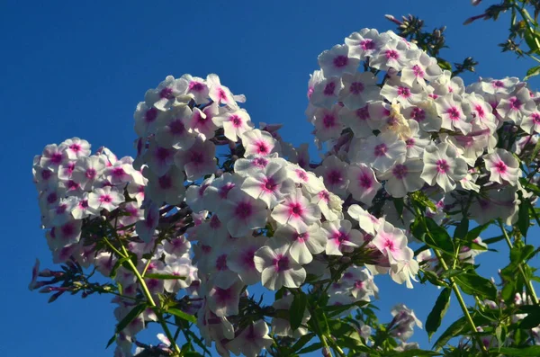 Phlox Branco Com Centro Rosa Phlox Paniculata Jardim Close Flores — Fotografia de Stock