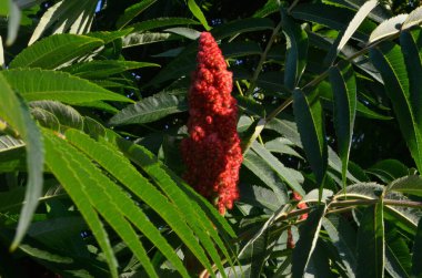 Staghorn Sumac (Rhus typhina) Kırmızı ilaç, yazın sonunda çiçek açar