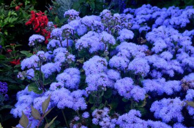 Mavi çiçekler yaz bahçesinde açar, mavi çiçekler arka planda