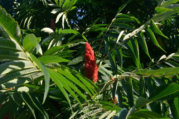 Staghorn Sumac Rhus Typhina Red Drupe Bbsom Late Summer — стоковое фото