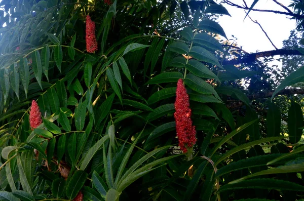 Staghorn Sumach Rhus Typhina Rote Drupe Blüte Spätsommer — Stockfoto