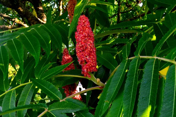 Staghorn Sumac Rhus Typhina Drupa Vermelha Flor Final Verão — Fotografia de Stock