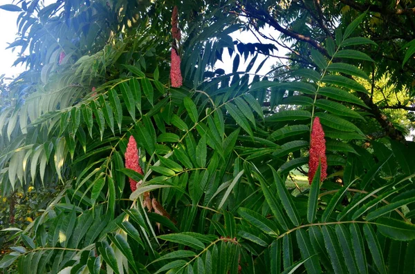 Staghorn Sumac Rhus Typhina Drupa Roja Flor Finales Del Verano —  Fotos de Stock