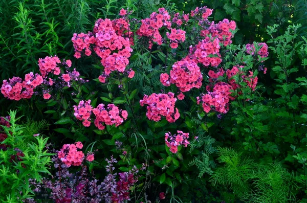 Red Phlox Flower Summer Garden — Stock Photo, Image