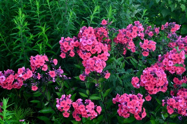 夏の庭の赤いフロックスの花 — ストック写真