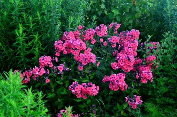 Red Phlox Flower Summer Garden — Stock Photo, Image