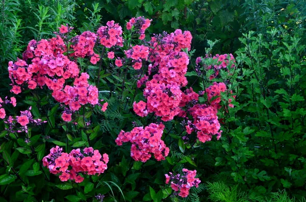 Red Phlox Flower Summer Garden — Stock Photo, Image