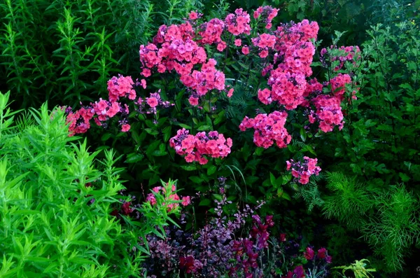 Κόκκινο Λουλούδι Φλοξ Στο Καλοκαιρινό Κήπο — Φωτογραφία Αρχείου