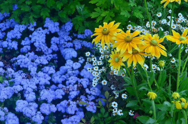 Fleurs Colorées Fleurissent Dans Jardin Été Belles Fleurs Jardin — Photo