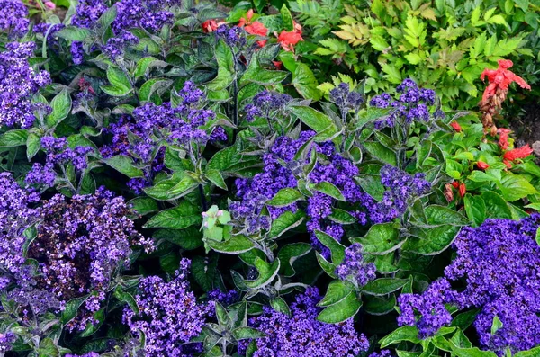 Fleurs Bleues Fleurissent Dans Jardin Été Fond Fleurs Bleues — Photo