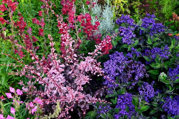 Bunte Blumen Blühen Sommergarten Schöne Gartenblumen — Stockfoto