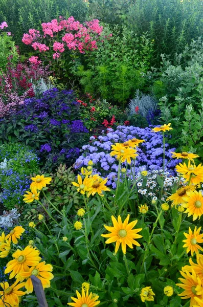 Πολύχρωμα Λουλούδια Ανθίζουν Στον Καλοκαιρινό Κήπο Όμορφα Λουλούδια Κήπου — Φωτογραφία Αρχείου