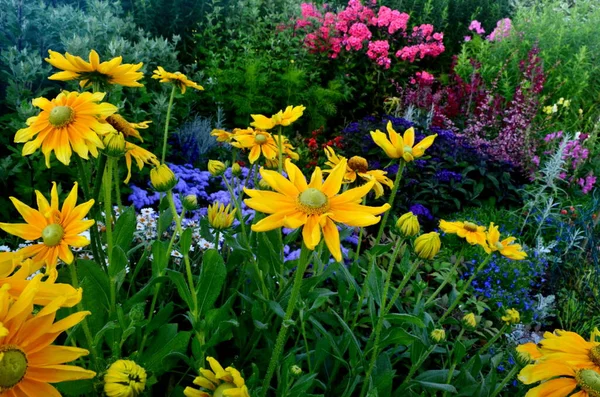 夏の庭には色とりどりの花を咲かせます 美しい庭の花 — ストック写真