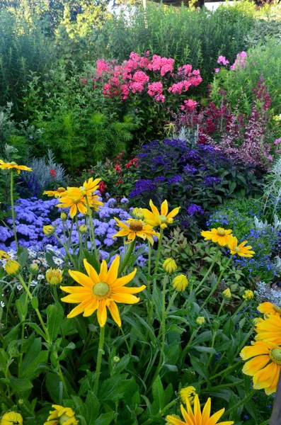 Fleurs Colorées Fleurissent Dans Jardin Été Belles Fleurs Jardin — Photo