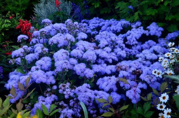 Синие Цветы Цветут Летнем Саду Синие Цветы Фоне — стоковое фото