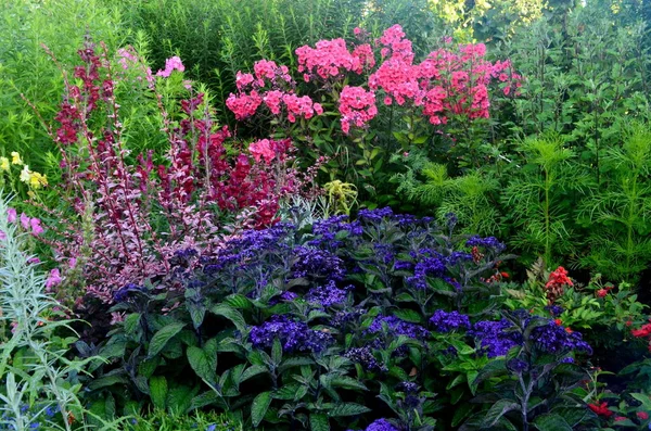 Bunte Blumen Blühen Sommergarten Schöne Gartenblumen — Stockfoto