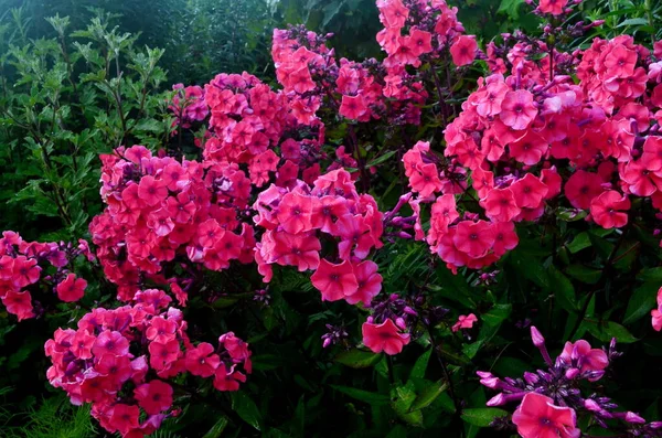 Roter Phlox Sommergarten — Stockfoto