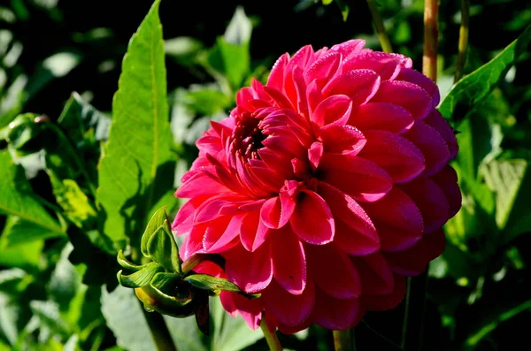 Una Hermosa Flor Dalia Púrpura Florece Jardín Con Hojas Verdes —  Fotos de Stock