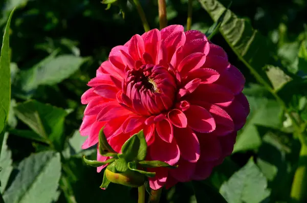 Une Belle Fleur Dahlia Pourpre Fleurit Dans Jardin Avec Des — Photo