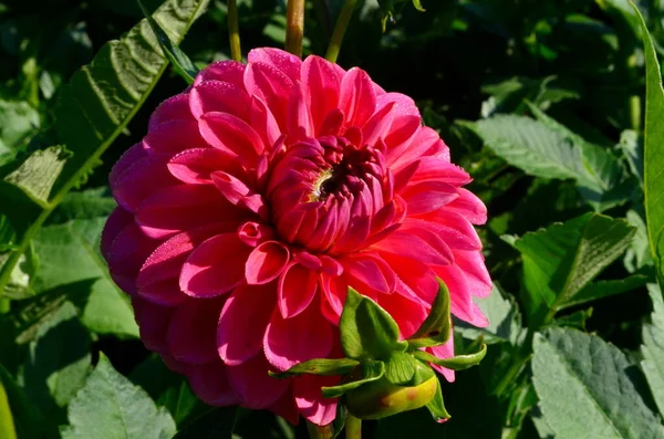 Una Hermosa Flor Dalia Púrpura Florece Jardín Con Hojas Verdes —  Fotos de Stock