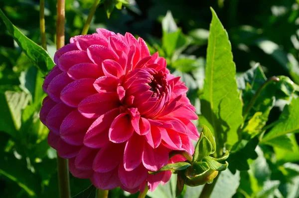 Une Belle Fleur Dahlia Pourpre Fleurit Dans Jardin Avec Des — Photo