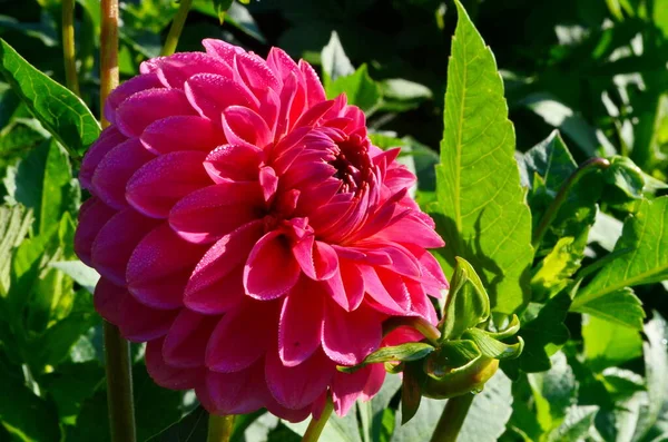 Une Belle Fleur Dahlia Pourpre Fleurit Dans Jardin Avec Des — Photo