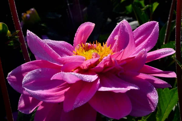 A beautiful pink dahlia flower blooms in the garden with dew drops, close-up