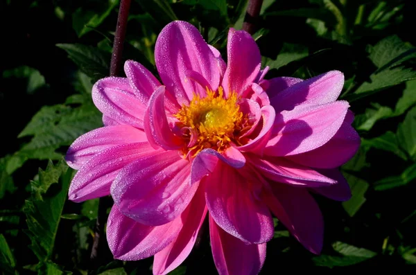 Eine Schöne Rosa Dahlienblüte Blüht Garten Mit Tautropfen Nahaufnahme — Stockfoto