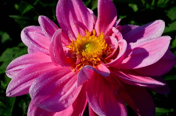 Una Hermosa Flor Dalia Rosa Florece Jardín Con Gotas Rocío —  Fotos de Stock