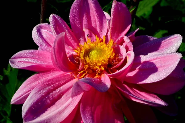 Uma Bela Flor Rosa Dahlia Floresce Jardim Com Gotas Orvalho — Fotografia de Stock